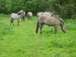 umwelttag 2013 003